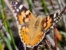 Butterfly occurring most widespread on earth?